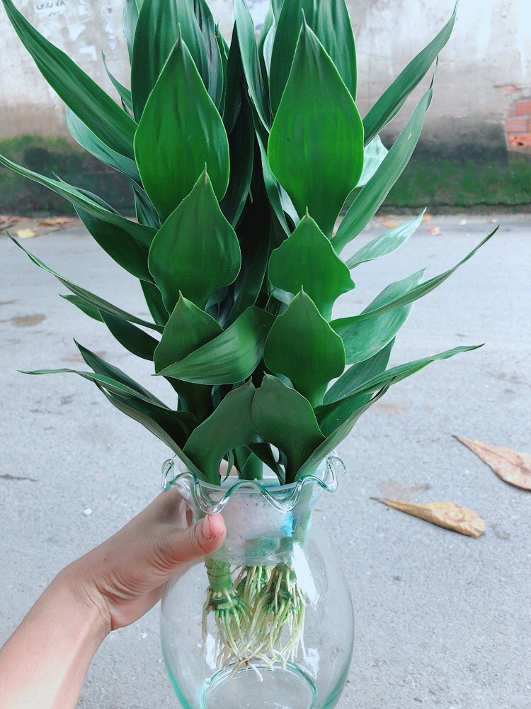 Phát Tài Búp Sen Kèm Chậu Thuỷ Tinh