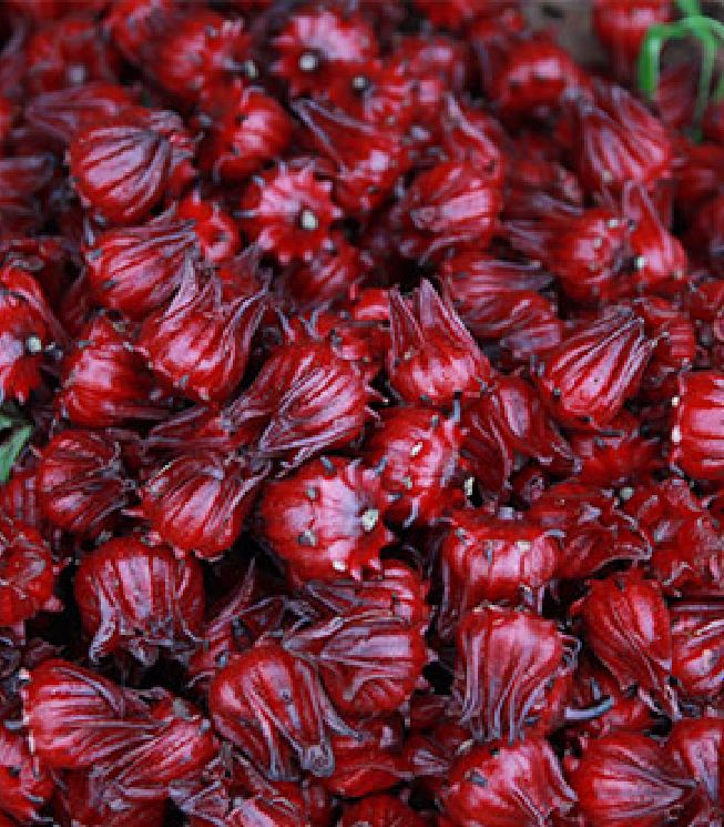 "Gói 10 "Hạt Giống Cây Atiso Đỏ ( Bụp Giấm) [Seeds]