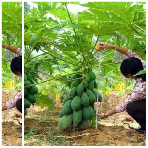 Combo 5 cây đu đủ đài loan