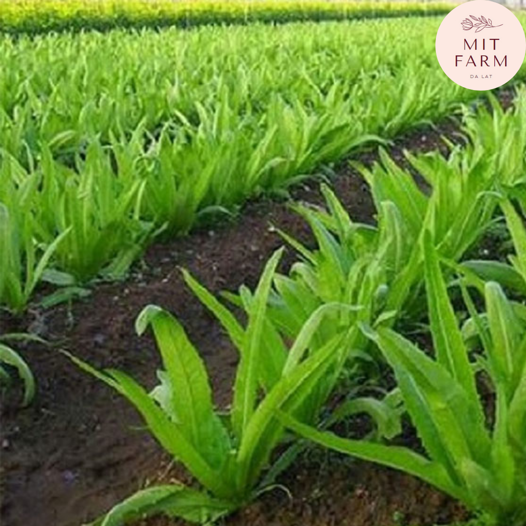 Hạt giống Rau diếp thơm (Xà lách lá nhọn)