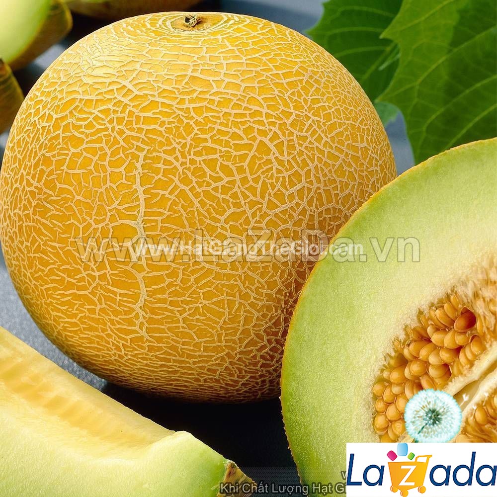 15h Hạt Giống Dưa Lưới Vỏ Vàng Cao Sản F1 TG25 (B3.403| A3*W54*M214)