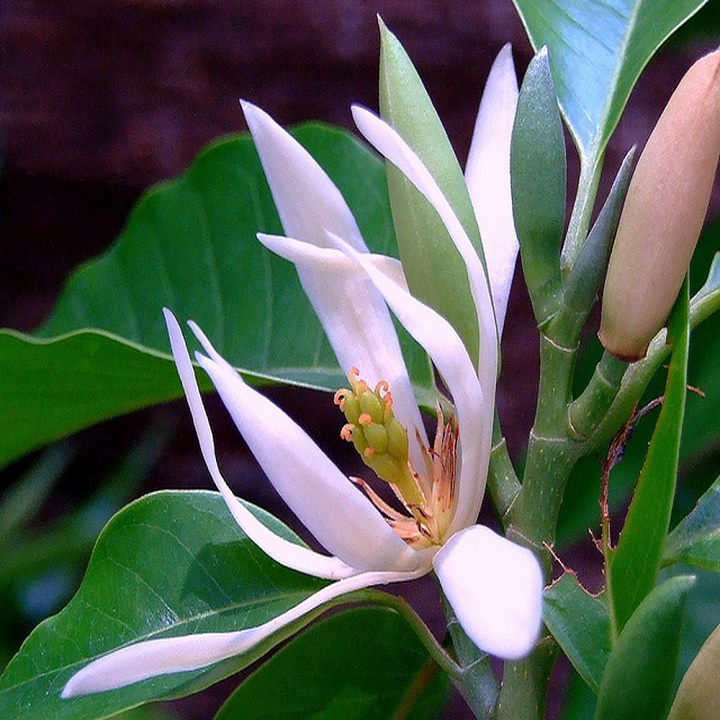 CÂY  HOA NGỌC LAN TRẮNG, HOA THƠM