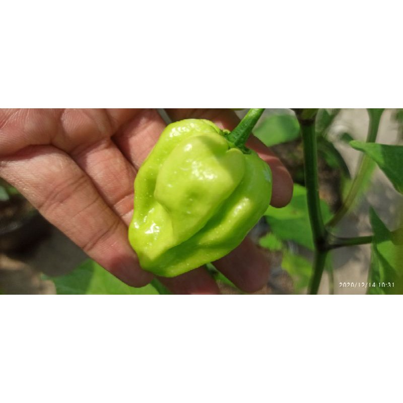 MA300 GÓI 5 HẠT ỚT HABANERO VÀNG ( LEMON HABANERO)