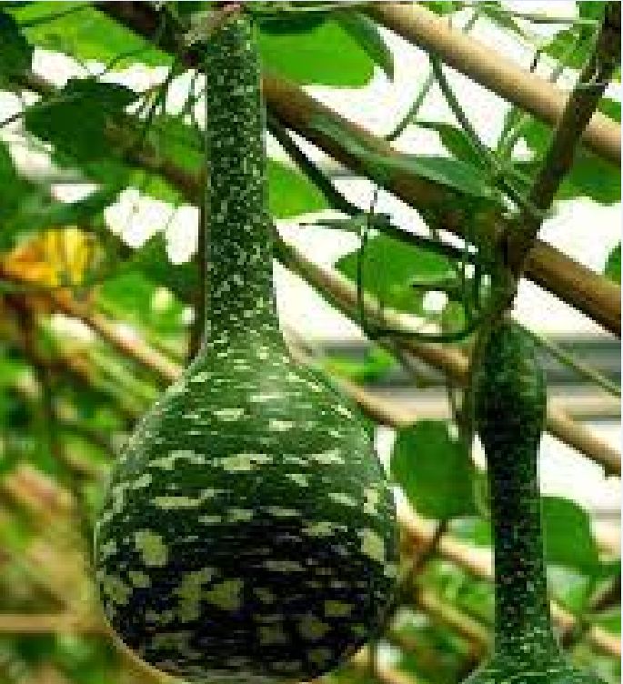 Hạt Giống Bầu Thiên Nga - 5 hạt/gói