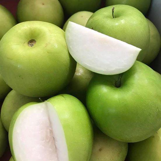 Cây giống táo đại siêu lớn cây giống chuẩn quả cực kỳ to