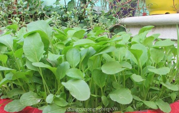 [HCM]HẠT GIỐNG RAU CẢI NGỌT ĂN NON