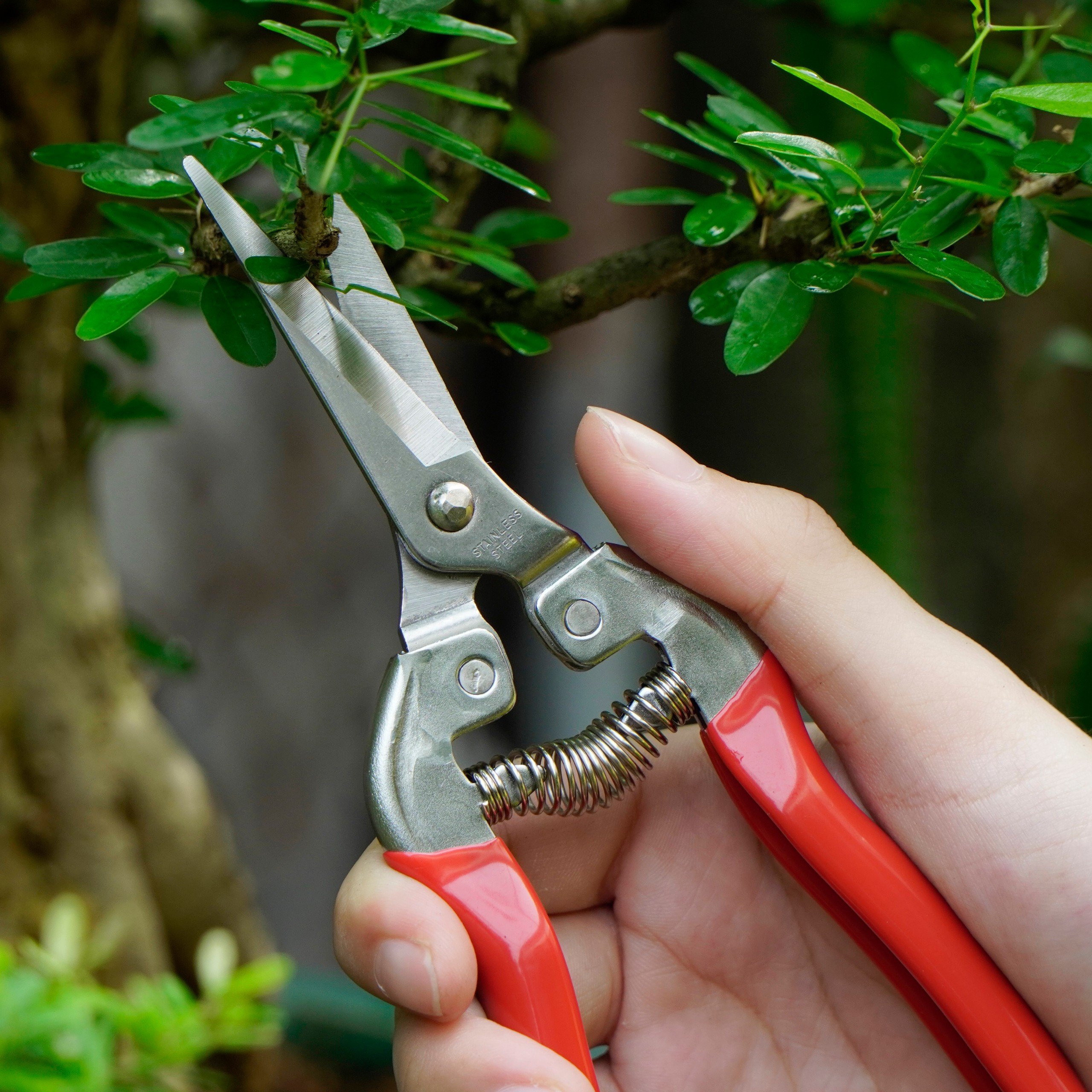 Kéo Cắt Tỉa Hoa Lan, Cây Cảnh BÉN 102