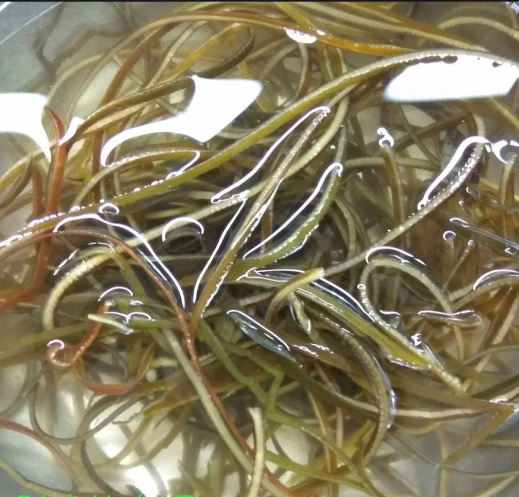 sâm bổ lượng sét 500g