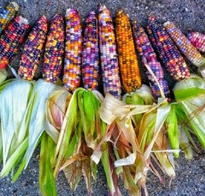 Combo 5 gói hạt giống ngô- tặng 1 phân bón