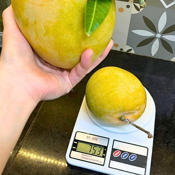 02 cây giống Xoài Úc chuẩn giống