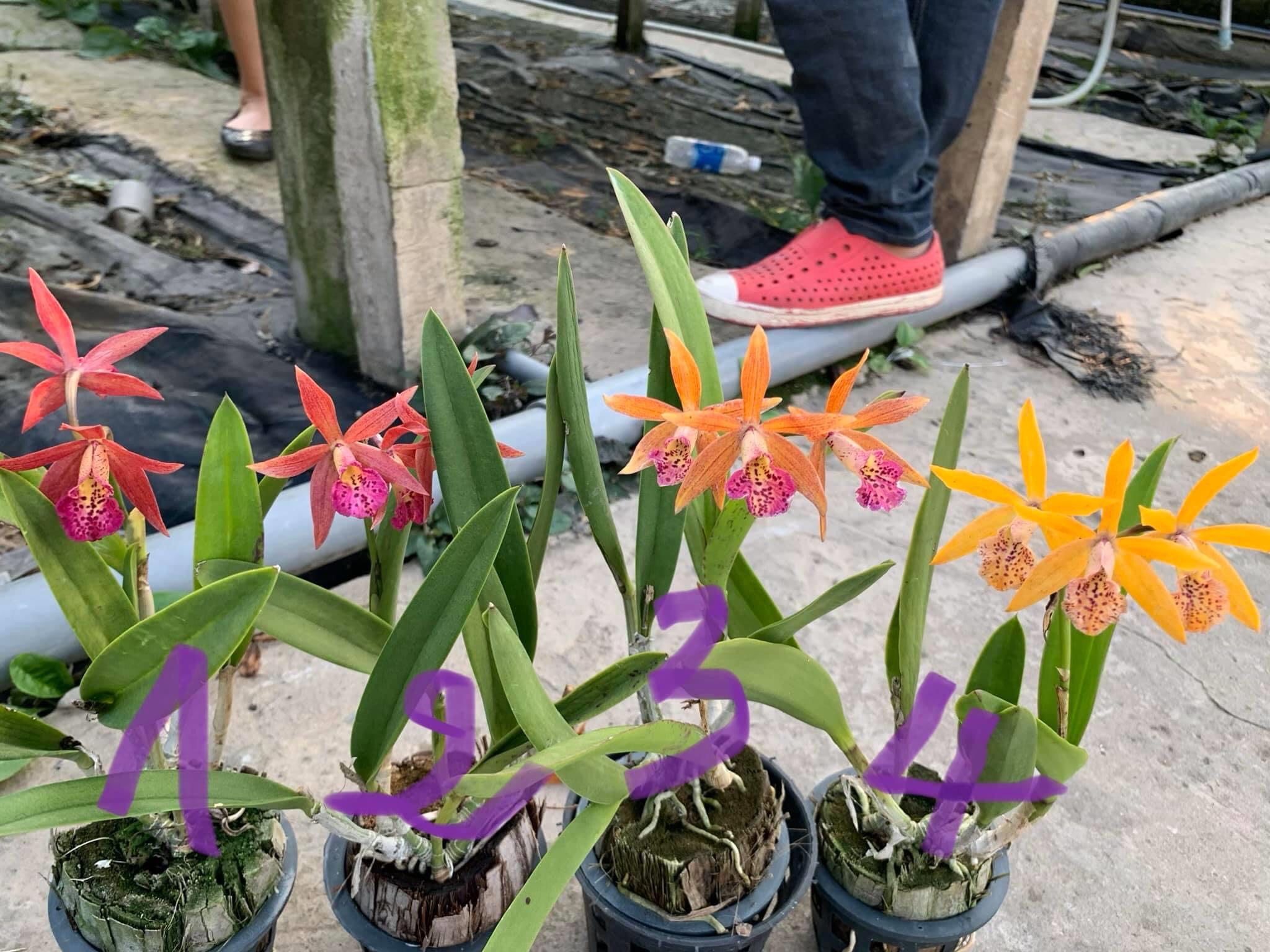 Hoa lan brass đổi màu cây trưởng thành