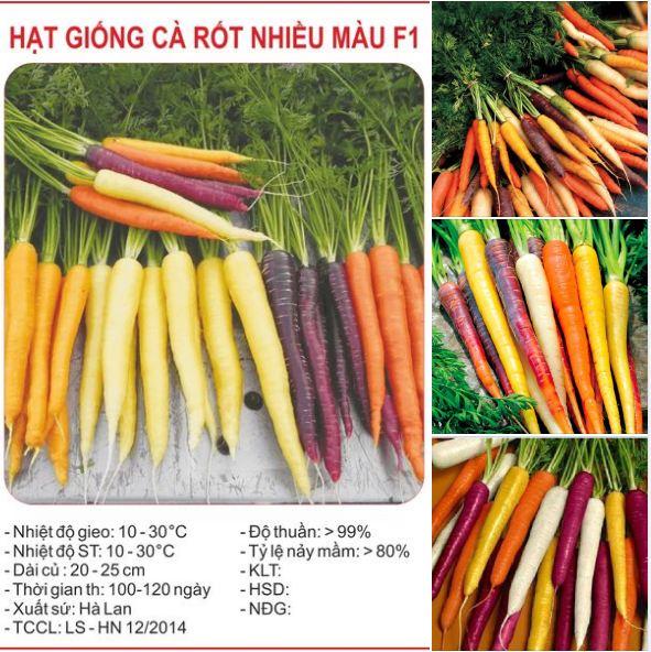Hạt Giống Cà Rốt Nhiều Màu CT336 - Gói 100 hạt