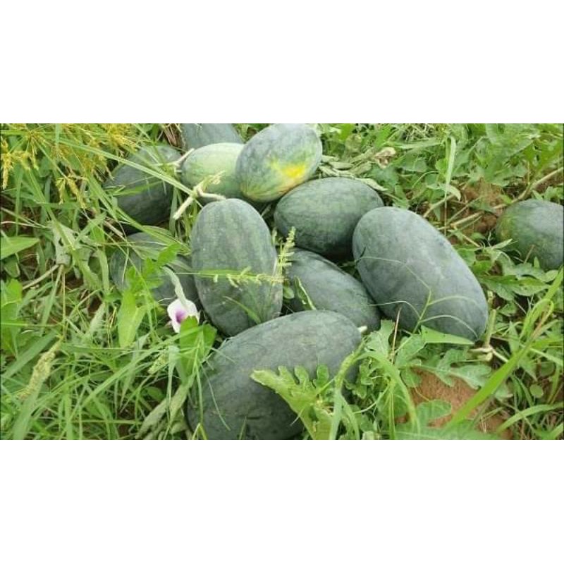 Hạt Giống Dưa Hấu Ruột Đỏ Sọc Dài