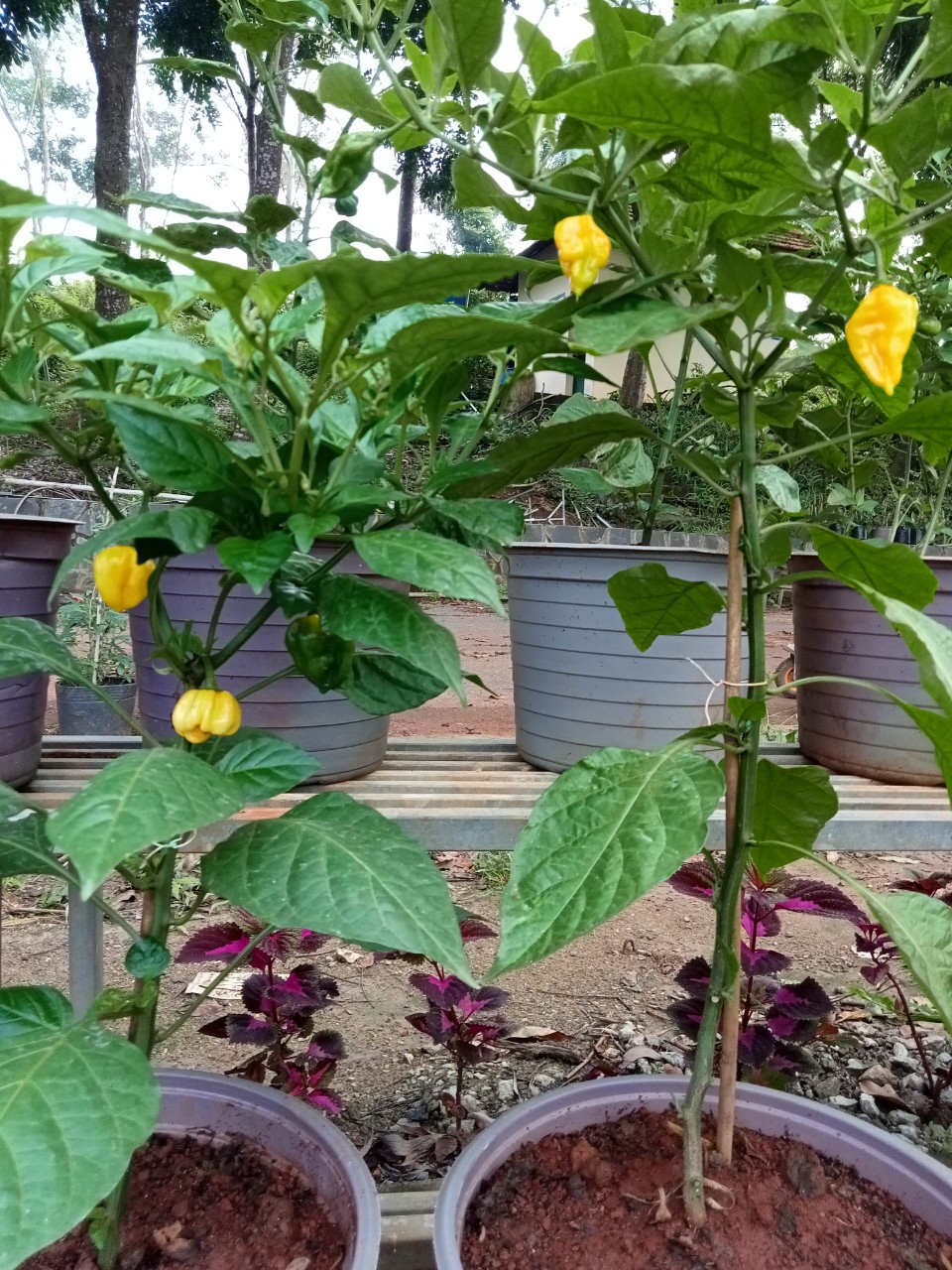 Hạt giống ớt habanero vàng đồng