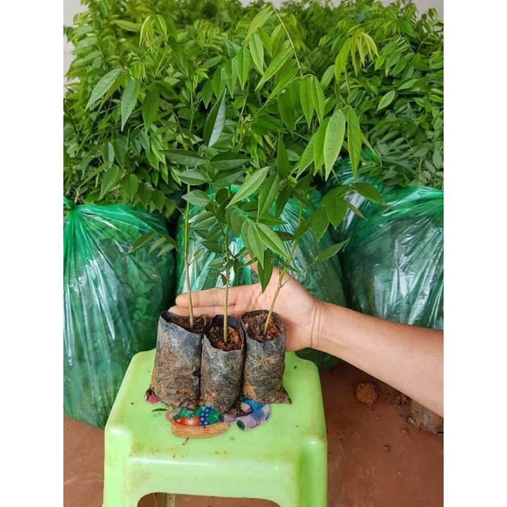 Cây sưa đỏ giống chuẩn giá trị cao,  cây trắc thối