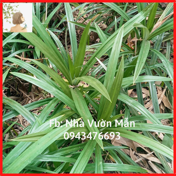 Combo 2 Cây Lá Dứa Thơm