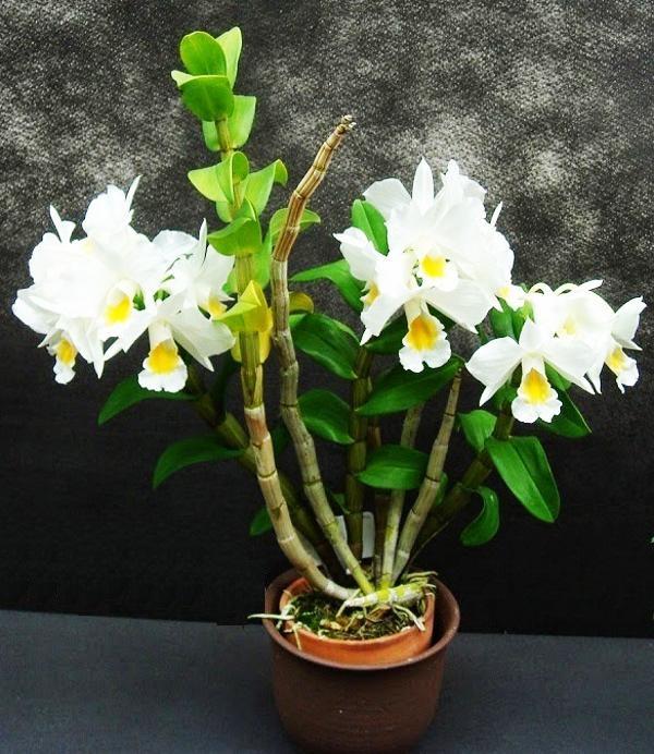 Phân chì tan chậm Nhật Bản 14-13-13 200g