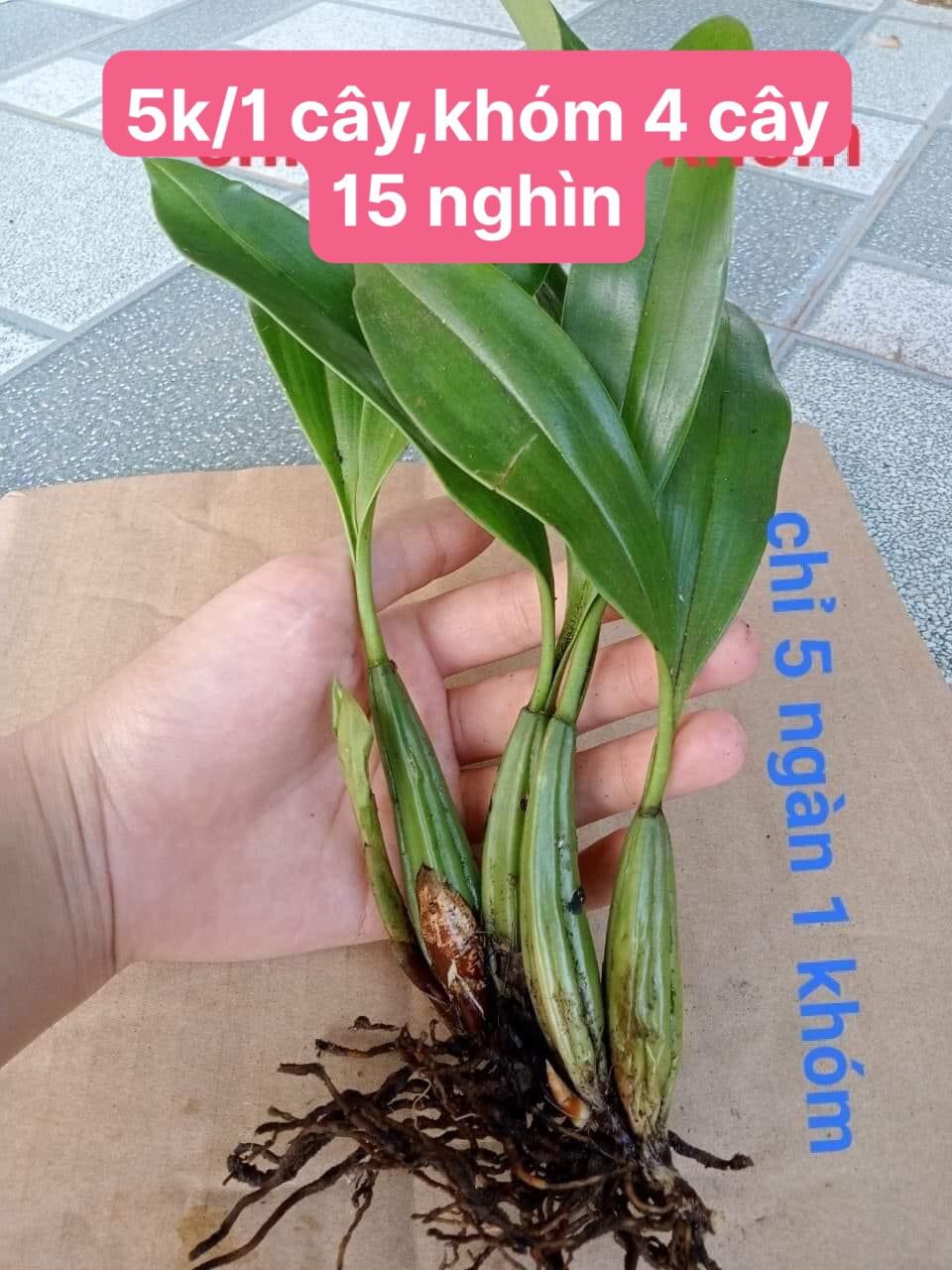 Hoa lan vũ nữ motonia(4 cây) cực thơm qq