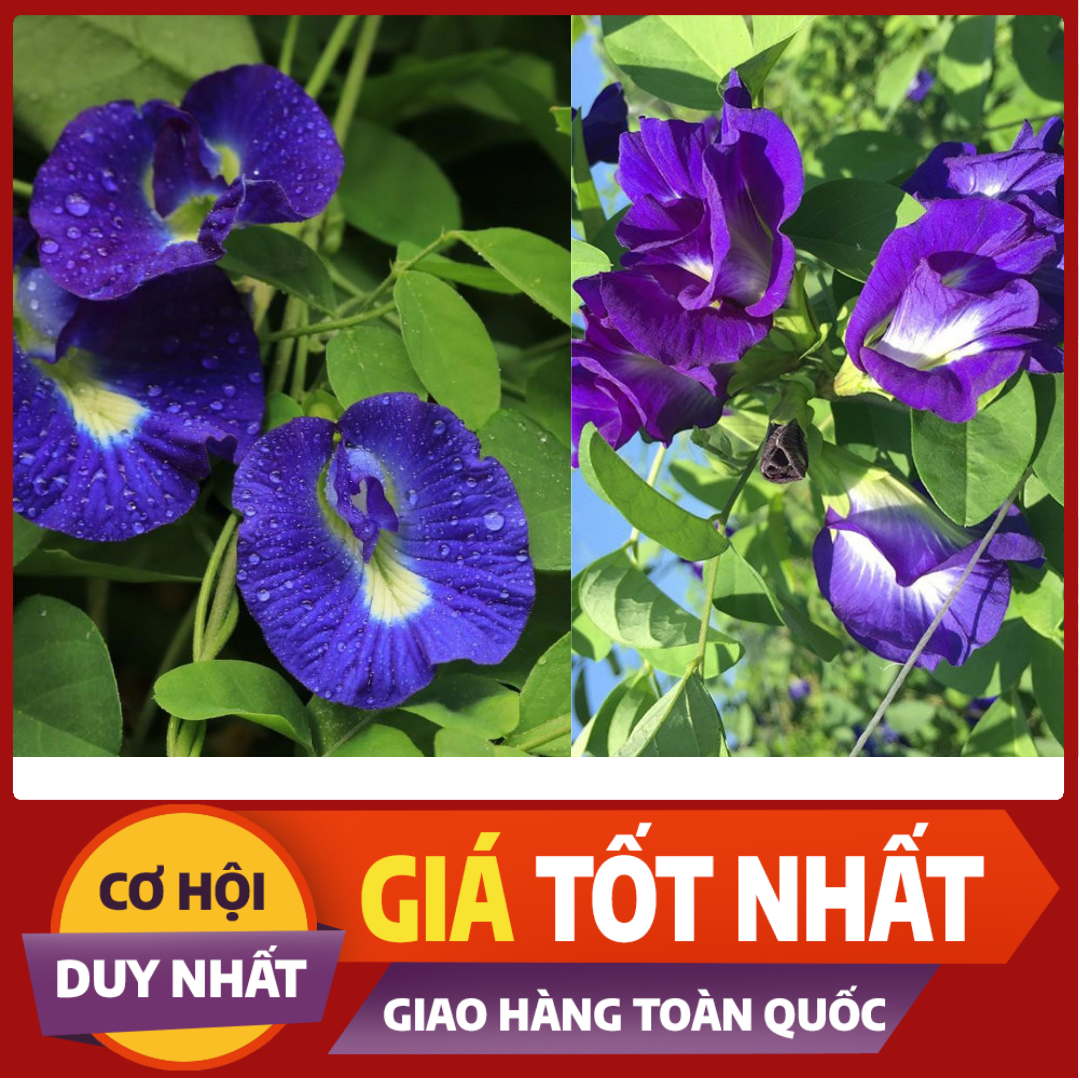 20H - HẠT GIỐNG HOA ĐẬU BIẾC KÉP