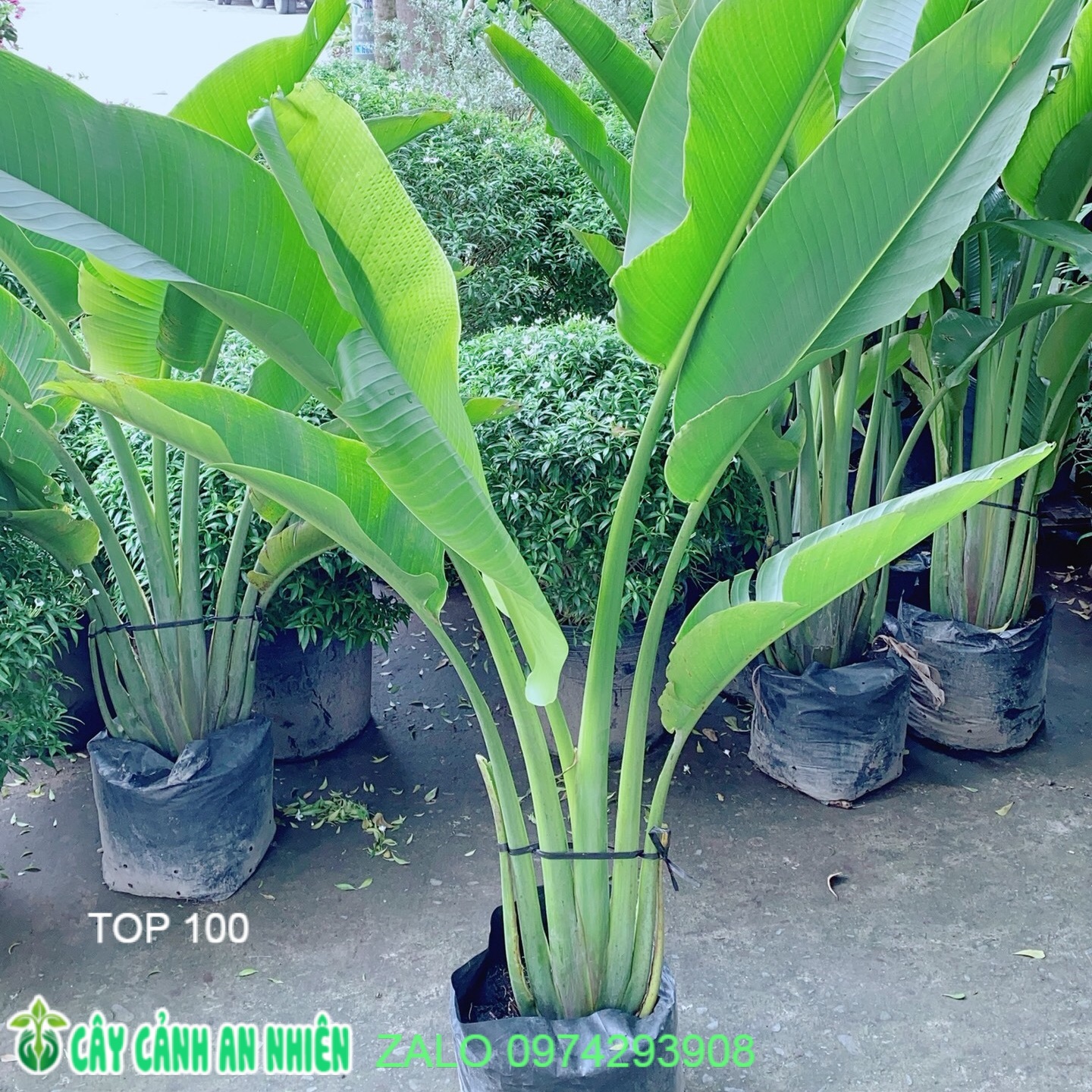 [HCM]Cây Chuối Rẻ Quạt (chỉ giao hoả tốc)