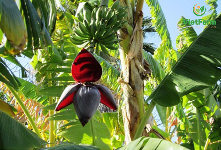 CÂY GIỐNG CHUỐI HỘT RỪNG [ GIỐNG CẤY MÔ, SINH TRƯỞNG TỐT - PHIÊN BẢN GIỚI HẠN 100 % GIỐNG CHUẨN SHOP NÓI KHÔNG VỚI HÀNG FAKE].