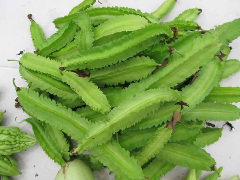 Hạt giống đậu rồng( đỗ khế) tứ quý