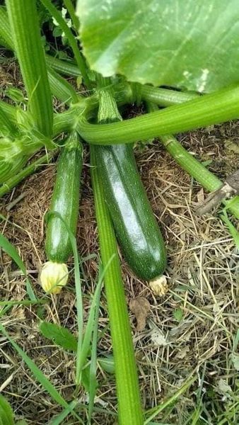 Hạt giống bí ngòi xanh gói 15 hạt