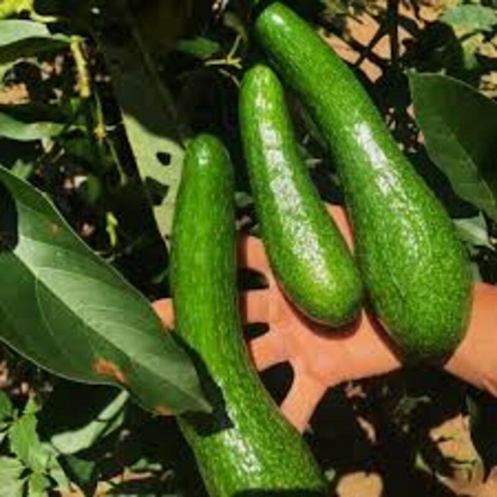 CÂY GIỐNG BƠ SÁP 034