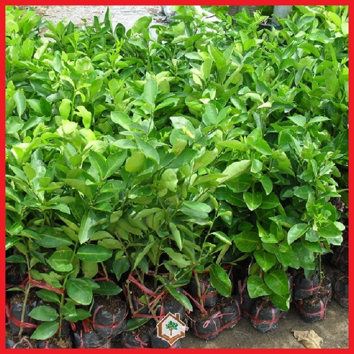 2 cây Chanh không hạt - C110