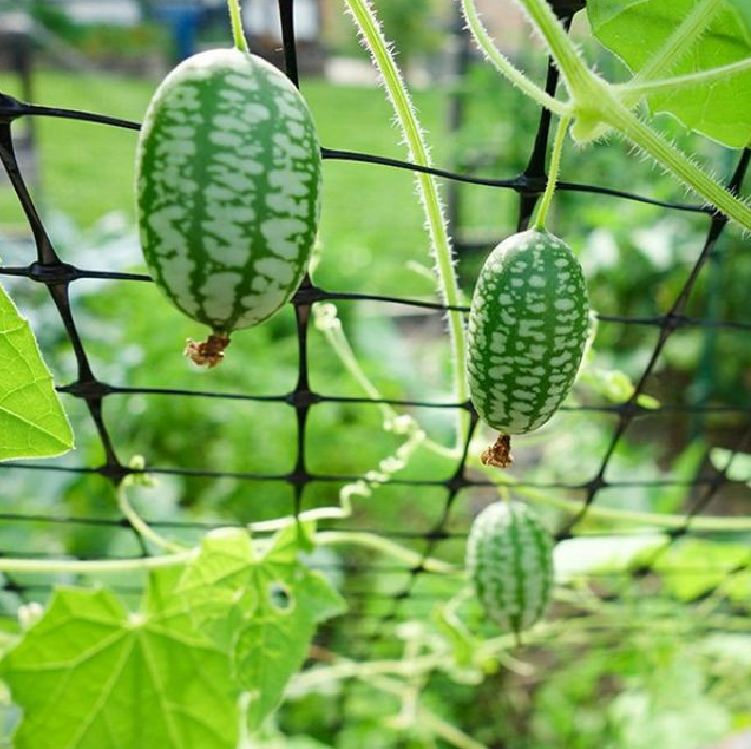 Hạt giống dưa hấu mini ( dưa hấu tí hon ) - 1 gói 10 hạt - VTNT