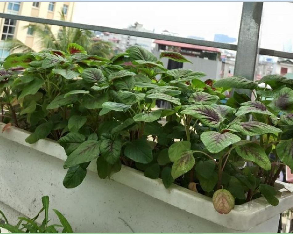 COMBO 2 gói hạt giống rau dền khoang