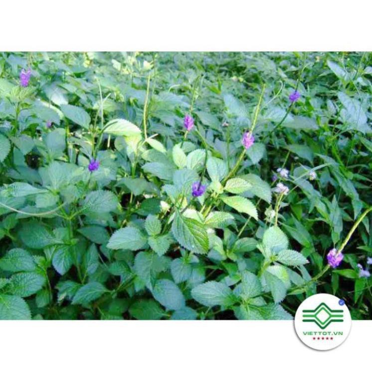 Cây Đuôi Chuột khô 1KG - T191 Tốt Cho Tim Mạch, Tiểu Đường, Huyết Áp