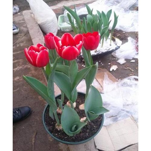 5 củ giống hoa tulip hoa màu đỏ
