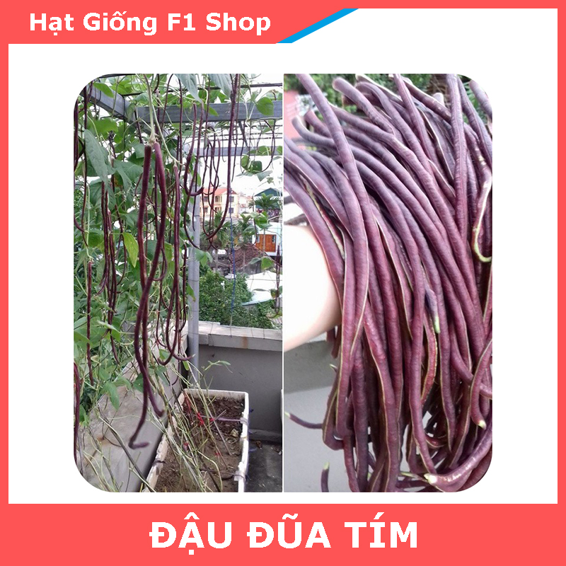 Hạt Giống Đậu Đũa Tím Trái Dài Ngon Ngọt