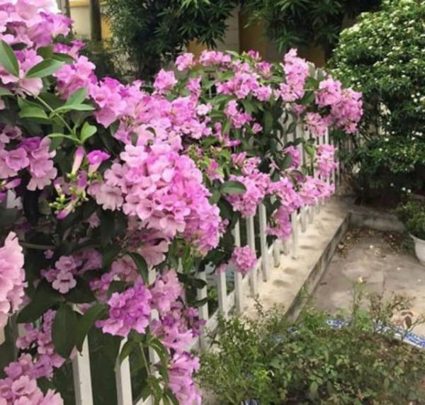 Cây hoa lan tỏi dây cuộn 1m5