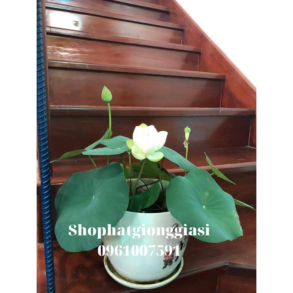 Bùn Khô Trồng Sen Mini Gói 500 Gram