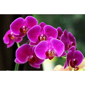 Lan Hồ Điệp Lá Biên đang Ngồng Hoa