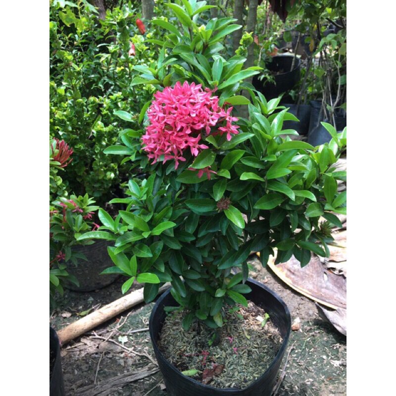 Mẫu Đơn Hồng Tím Sen ( bông trang hồng tím sen ) - Cây cảnh sân vườn