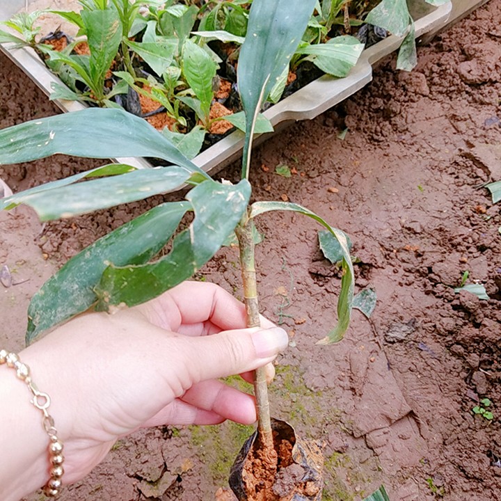 Sâm cau đỏ - Giá trị cao