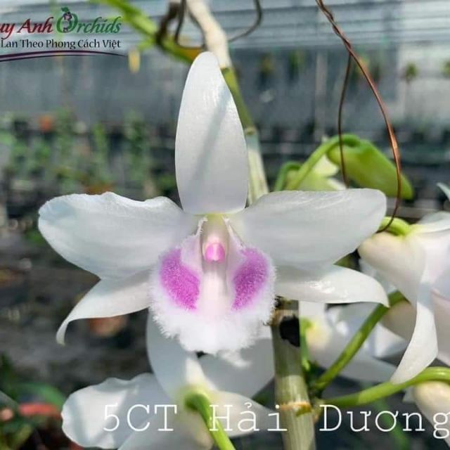 1 CỐC PHI ĐIỆP 5CT HẢI DƯƠNG
