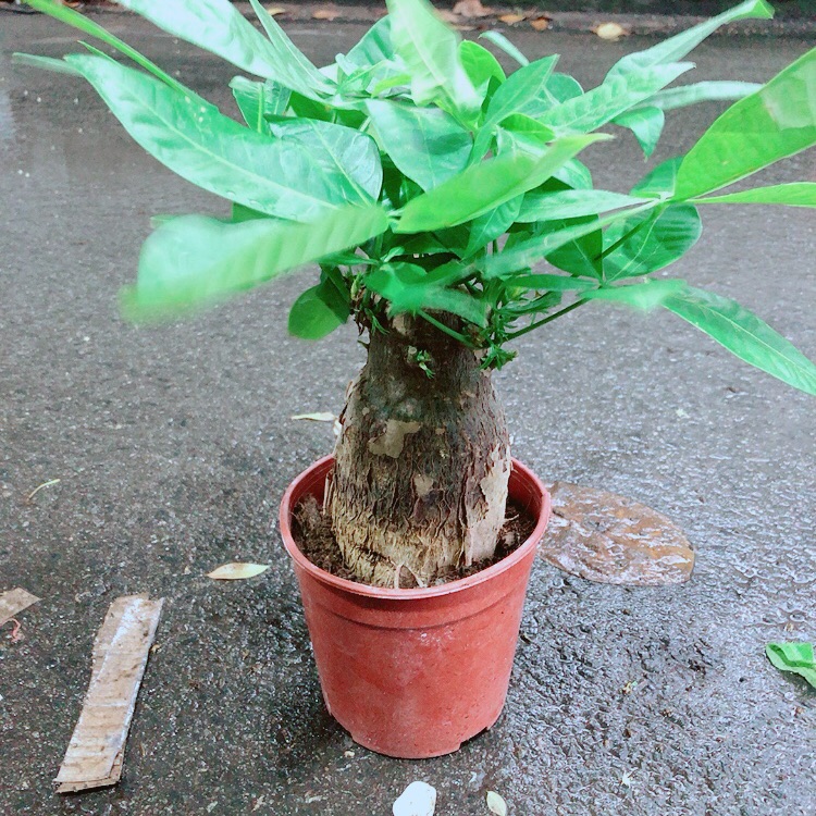 Kim ngân 1 thân lớn