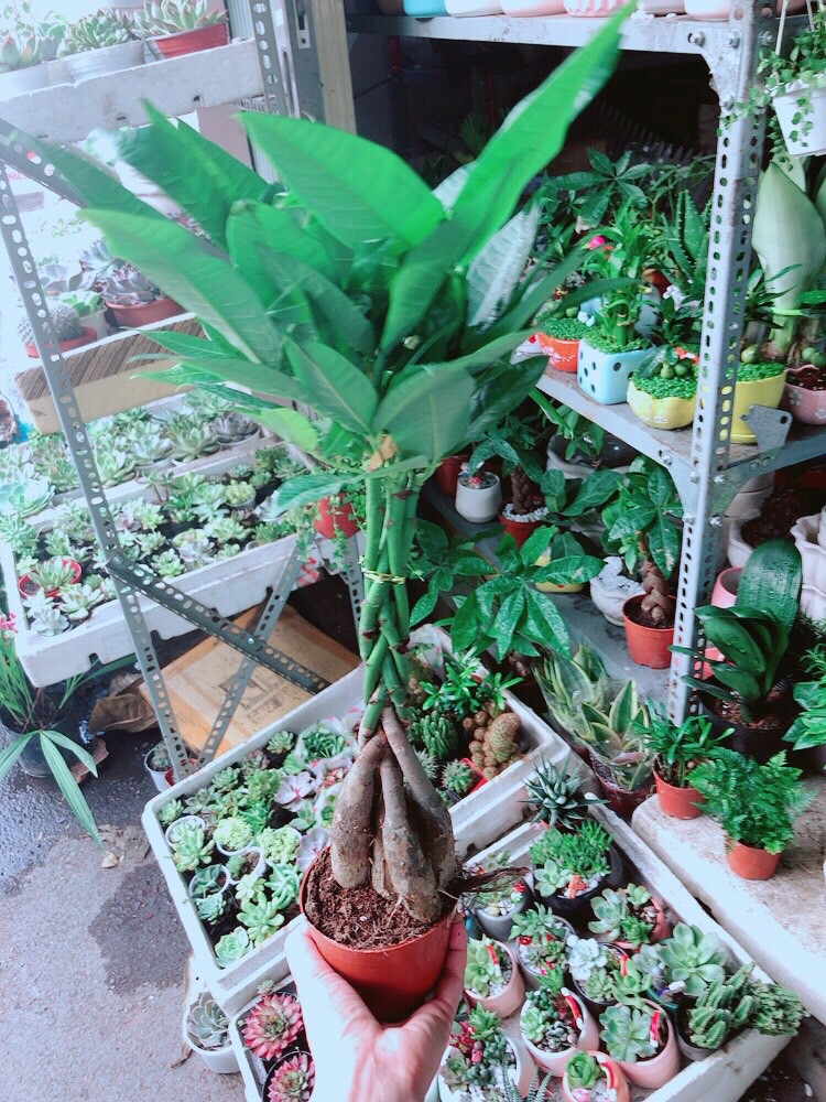[HCM]Chậu Kim Ngân 5 Thân Lớn