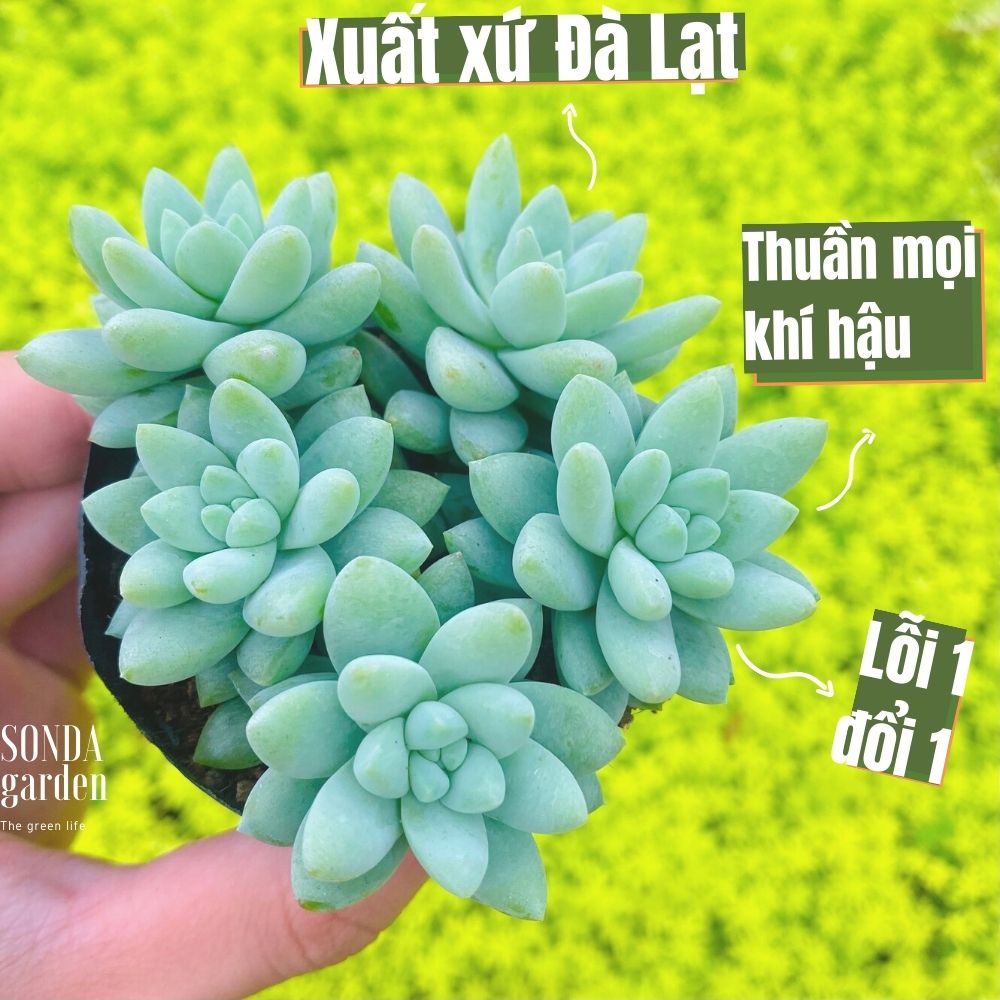 SEN ĐÁ CHUỖI NGỌC LAM SIZE BÉ LỖI 1 ĐỔI 1