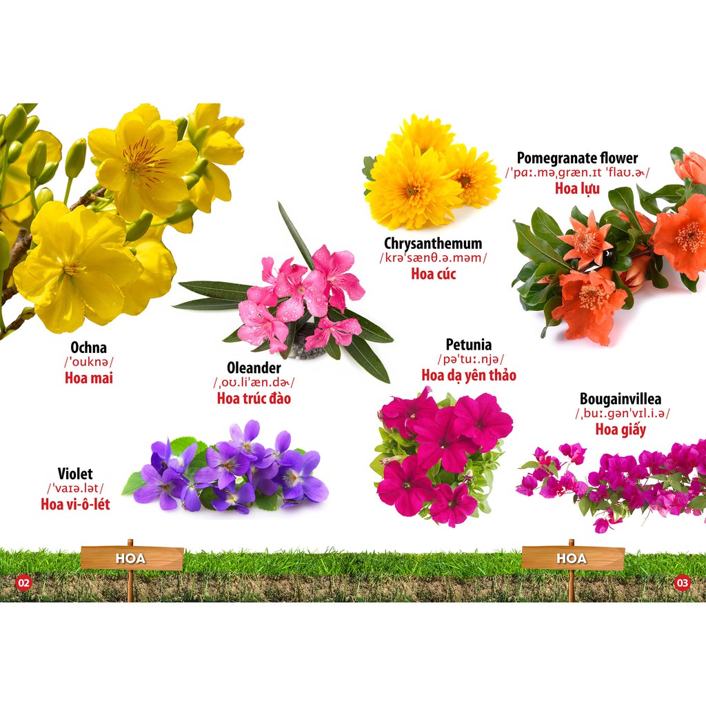 Sách - Từ Điển Bằng Hình Hoa - Quả - Rau Củ (Song Ngữ Anh - Việt)(VT)