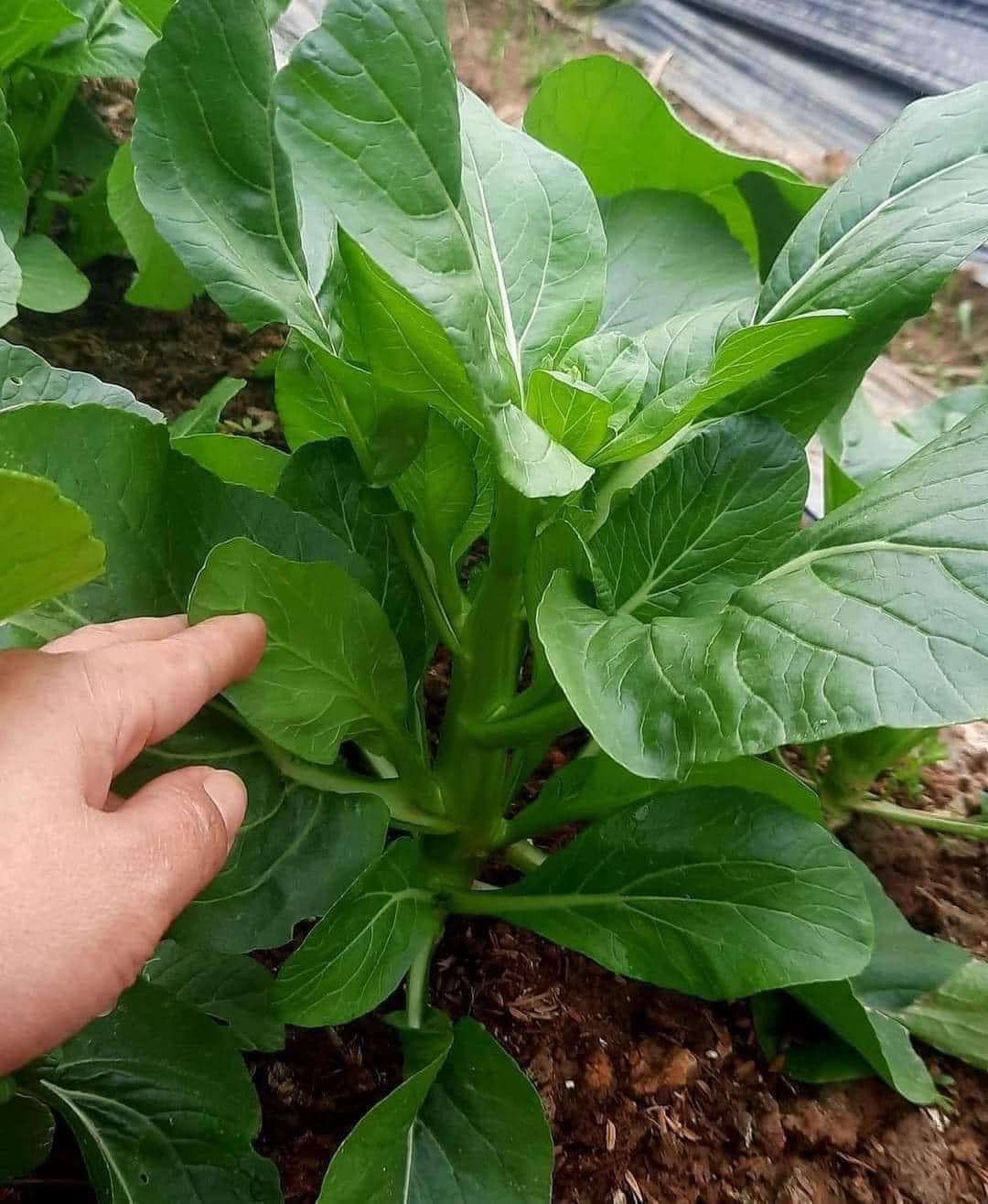 Hạt giống Rau Cải Ngồng Mập Xanh ( 20 gram/gói )