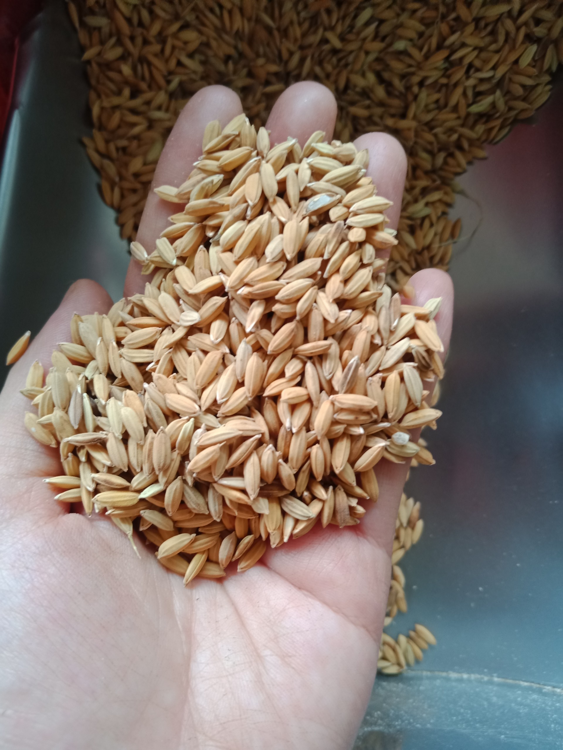 Thóc( Lúa) cho gà, vịt, chim, hạt chắc( 1 kg)