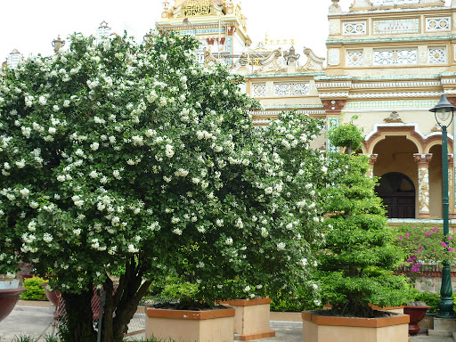 CÂY NGUYỆT QUẾ THÁI SIZE TO SIÊU ĐẸP, HOA SIÊU THƠM