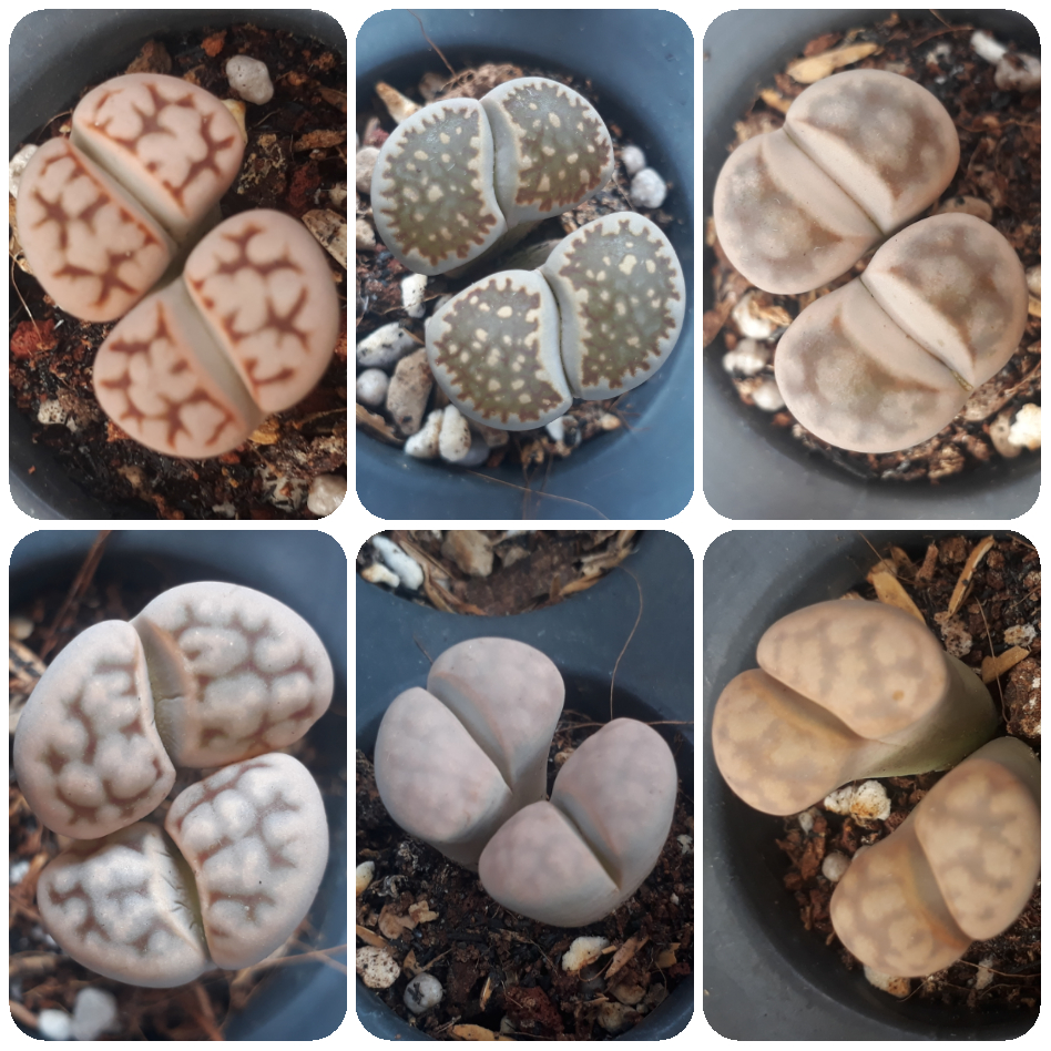 Sen Mông Đôi Ngẫu Nhiên Nhiều Màu 2-3.5cm(Sen Mông/Lithops/Thạch Lan)