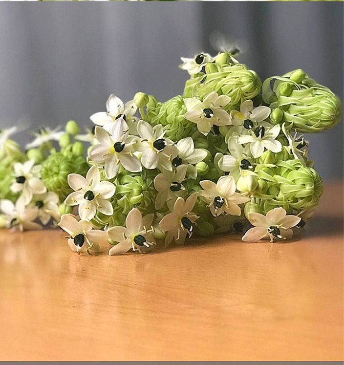 Củ giống hoa thiên nga - 1 củ - VTNT