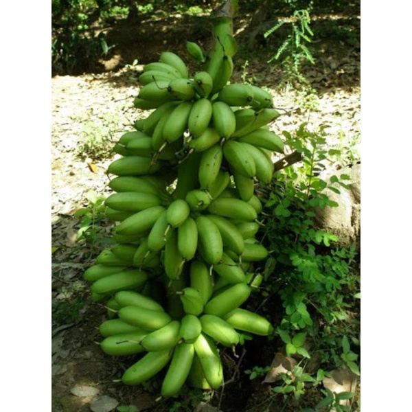 Cây giống chuối cau (siêu sớm) (cây giống có bảo hành )